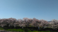 桜川沿いの桜並木